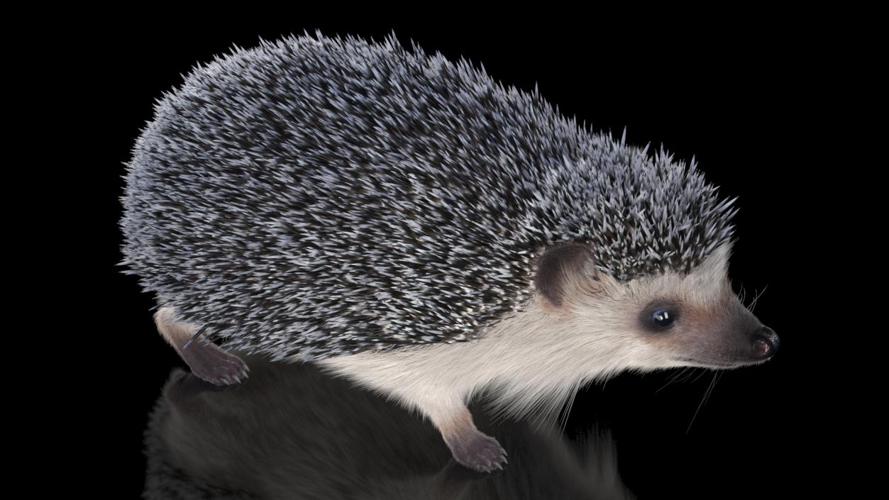 3D model Hedgehog White Fur Rigged