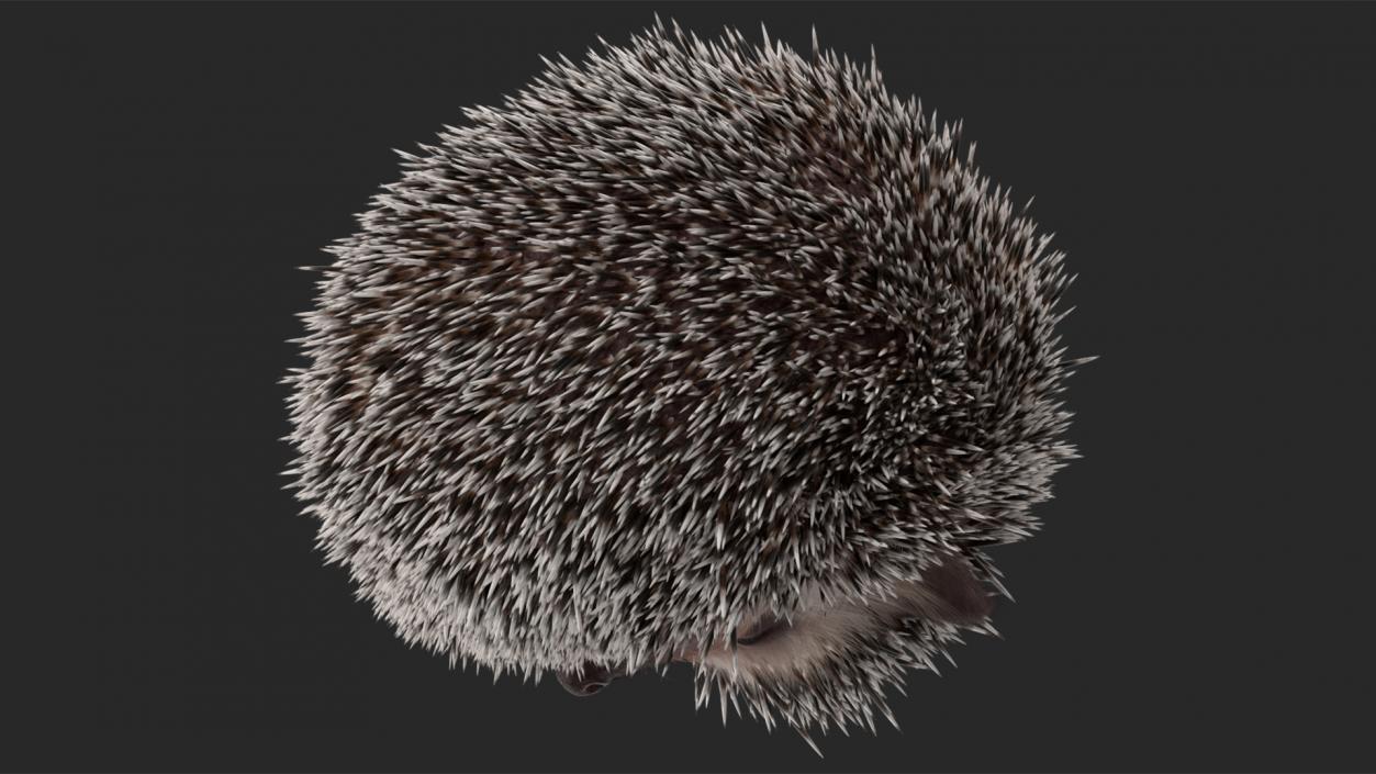 3D model Hedgehog White Fur Rigged