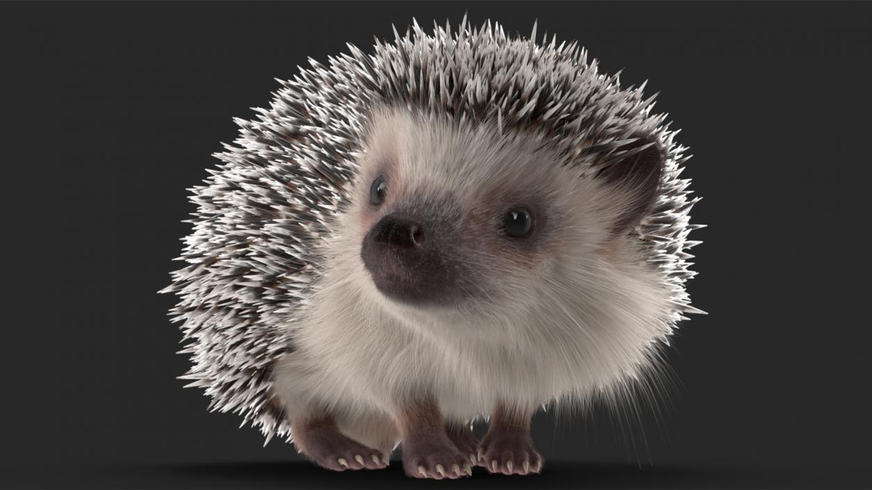 3D model Hedgehog White Fur Rigged