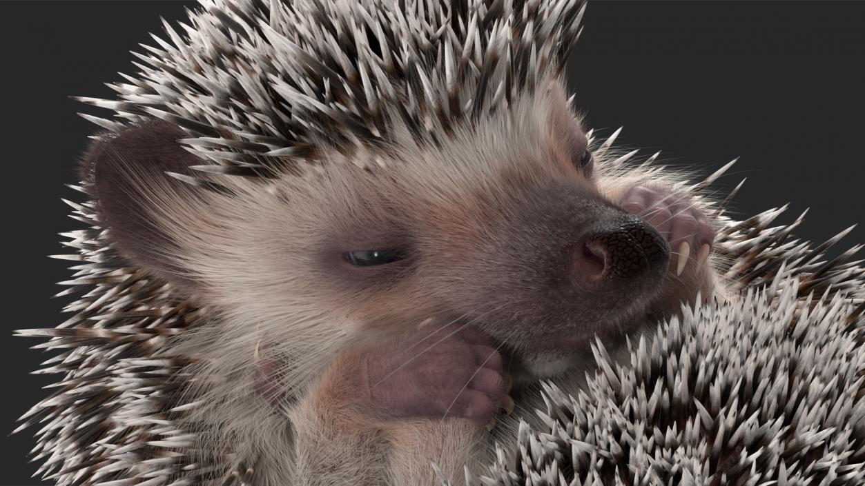 3D model Hedgehog White Fur Rigged