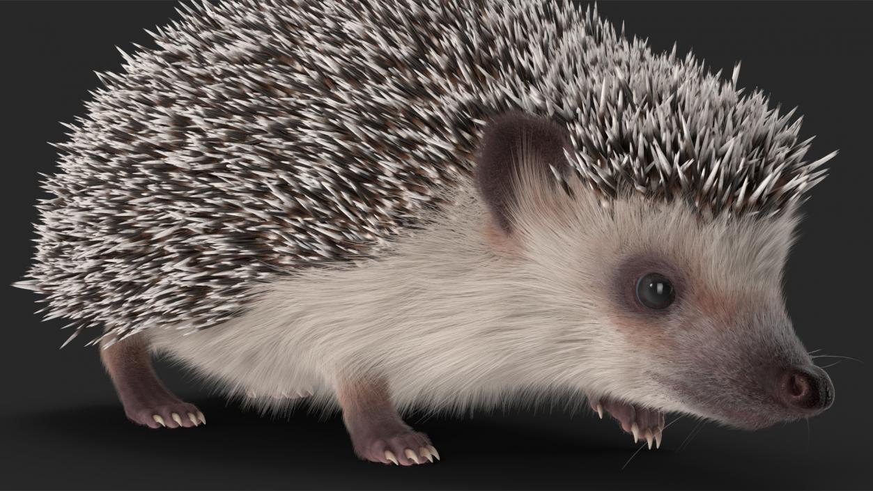 3D model Hedgehog White Fur Rigged