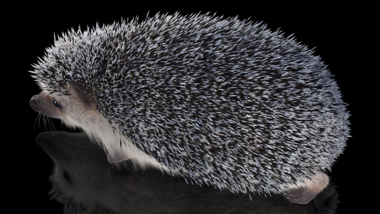 3D model Hedgehog White Fur Rigged