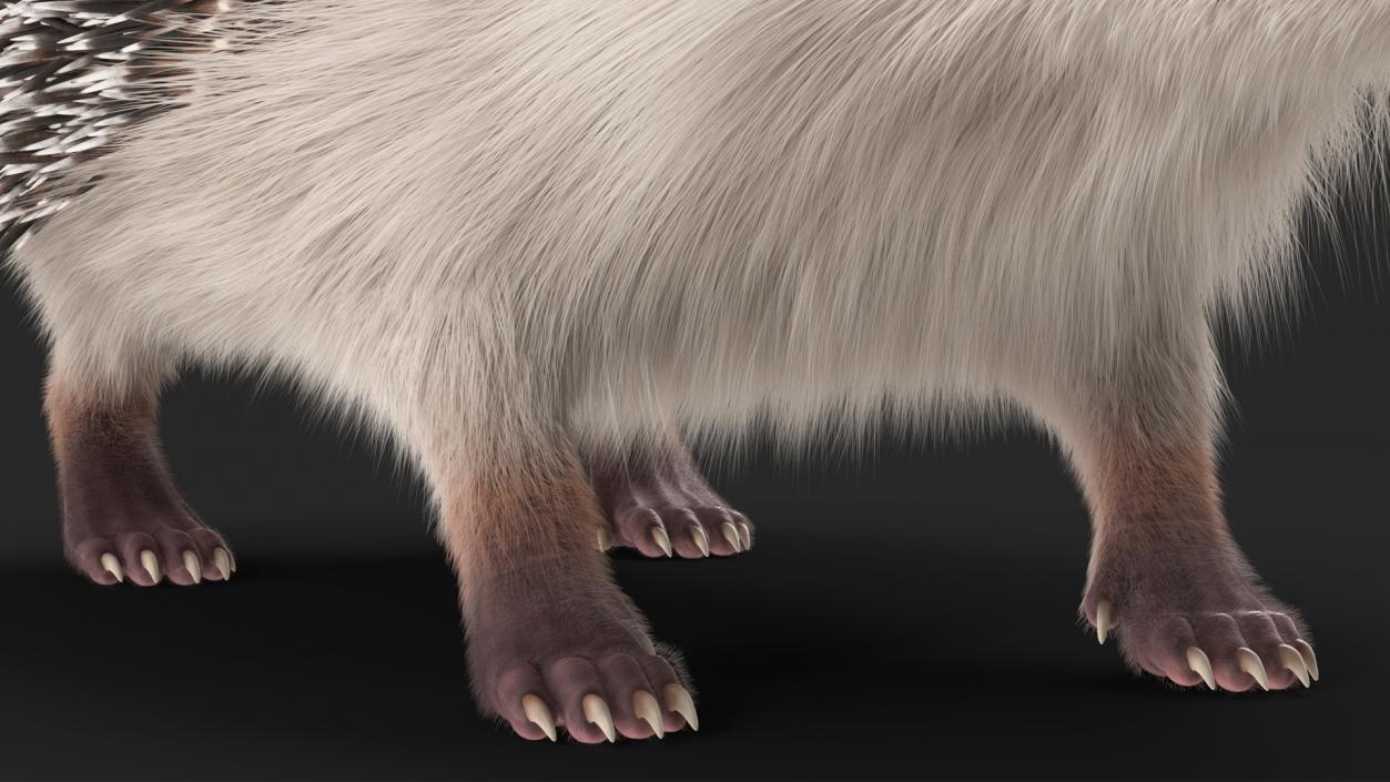 3D model Hedgehog White Fur Rigged