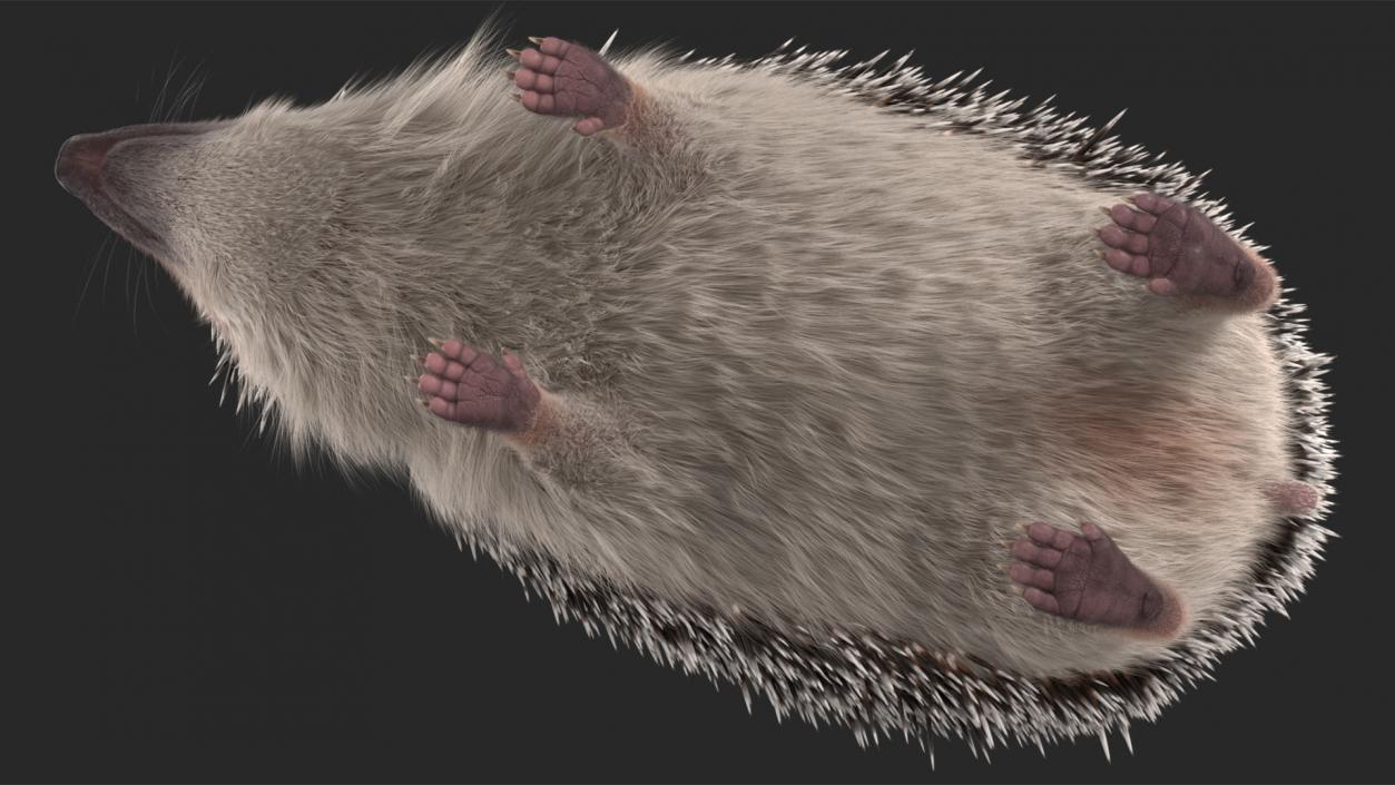 3D model Hedgehog White Fur Rigged