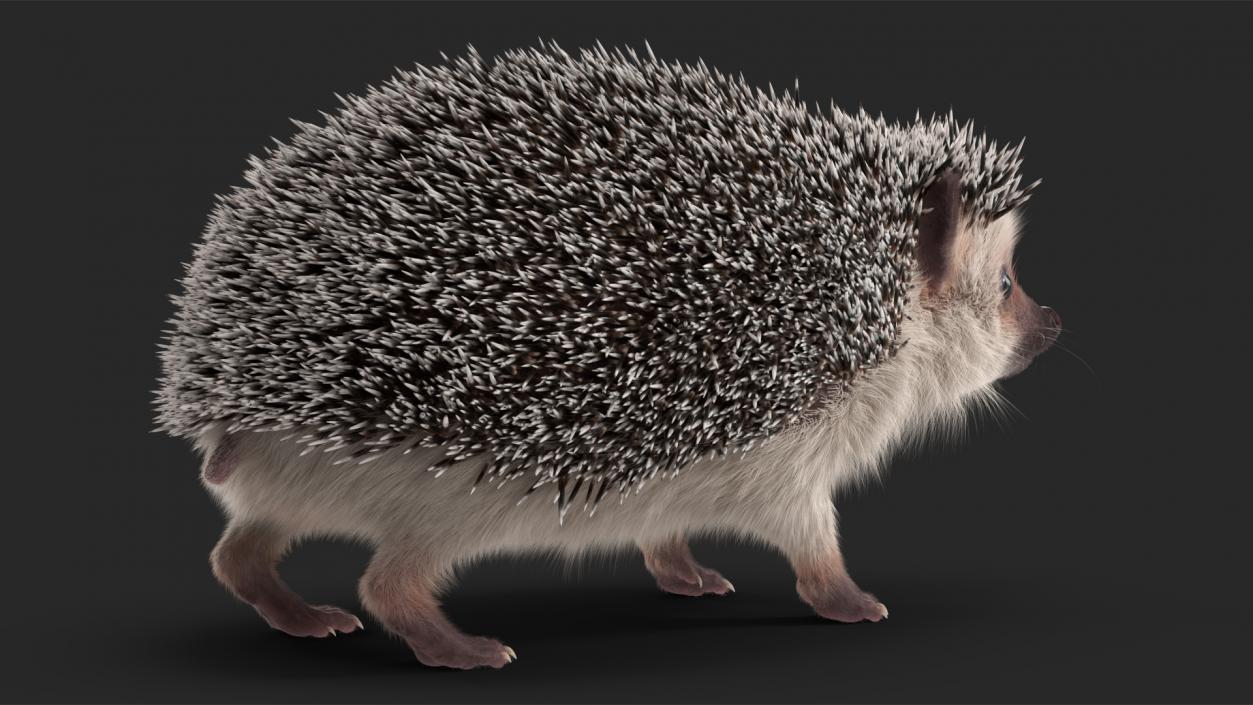 3D model Hedgehog White Fur Rigged