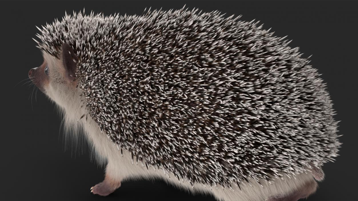 3D model Hedgehog White Fur Rigged