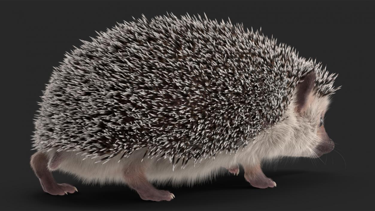 3D model Hedgehog White Fur Rigged