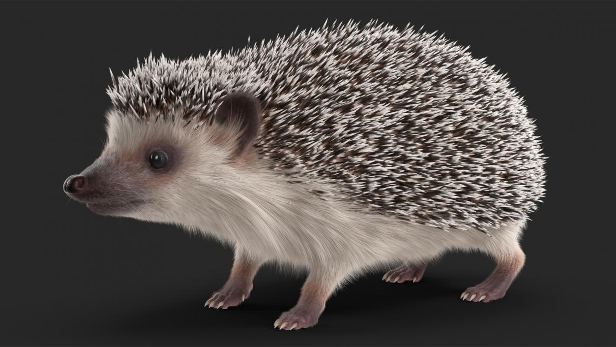 3D model Hedgehog White Fur Rigged