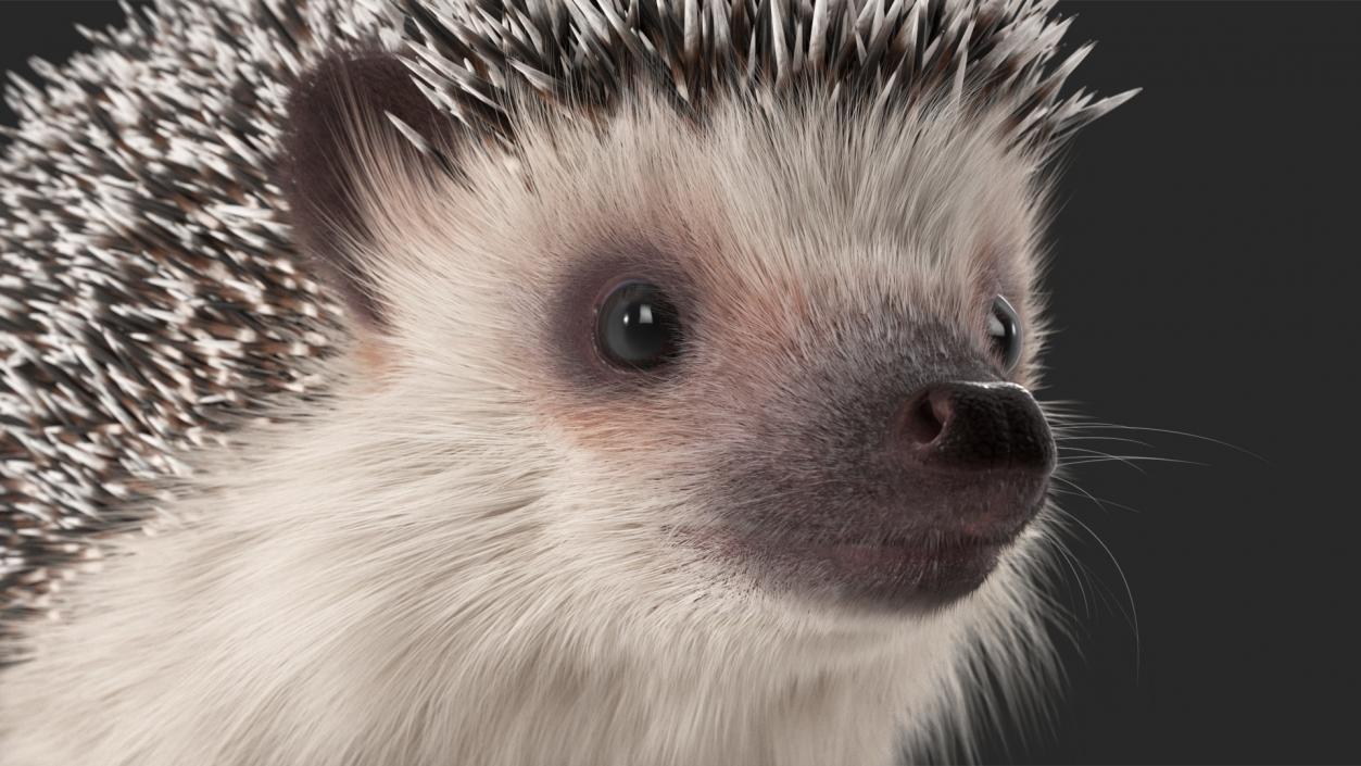 3D model Hedgehog White Fur Rigged