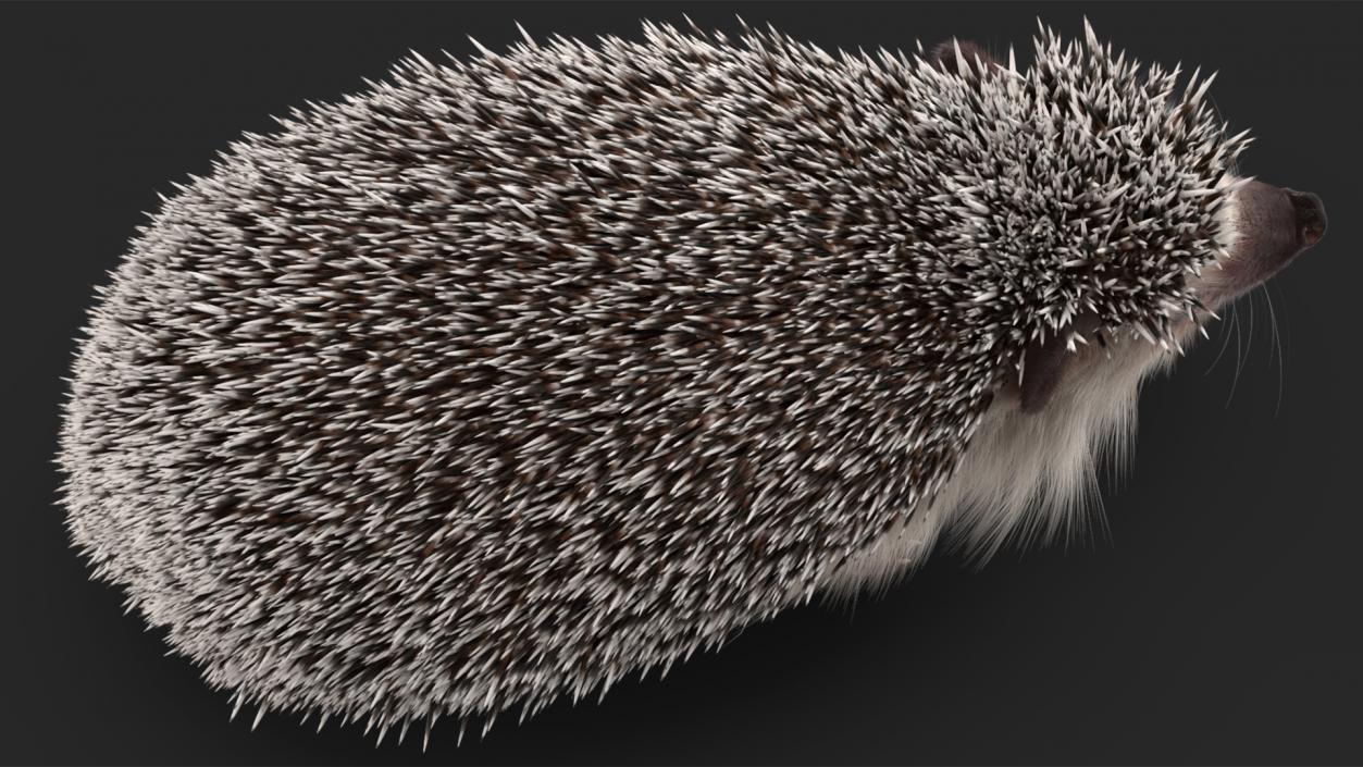 3D model Hedgehog White Fur Rigged