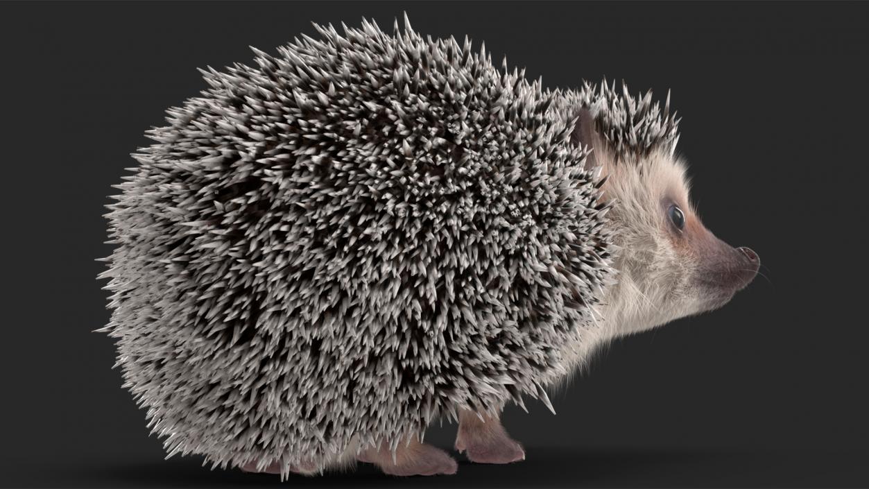 3D model Hedgehog White Fur Rigged