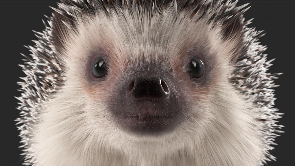 3D model Hedgehog White Fur Rigged