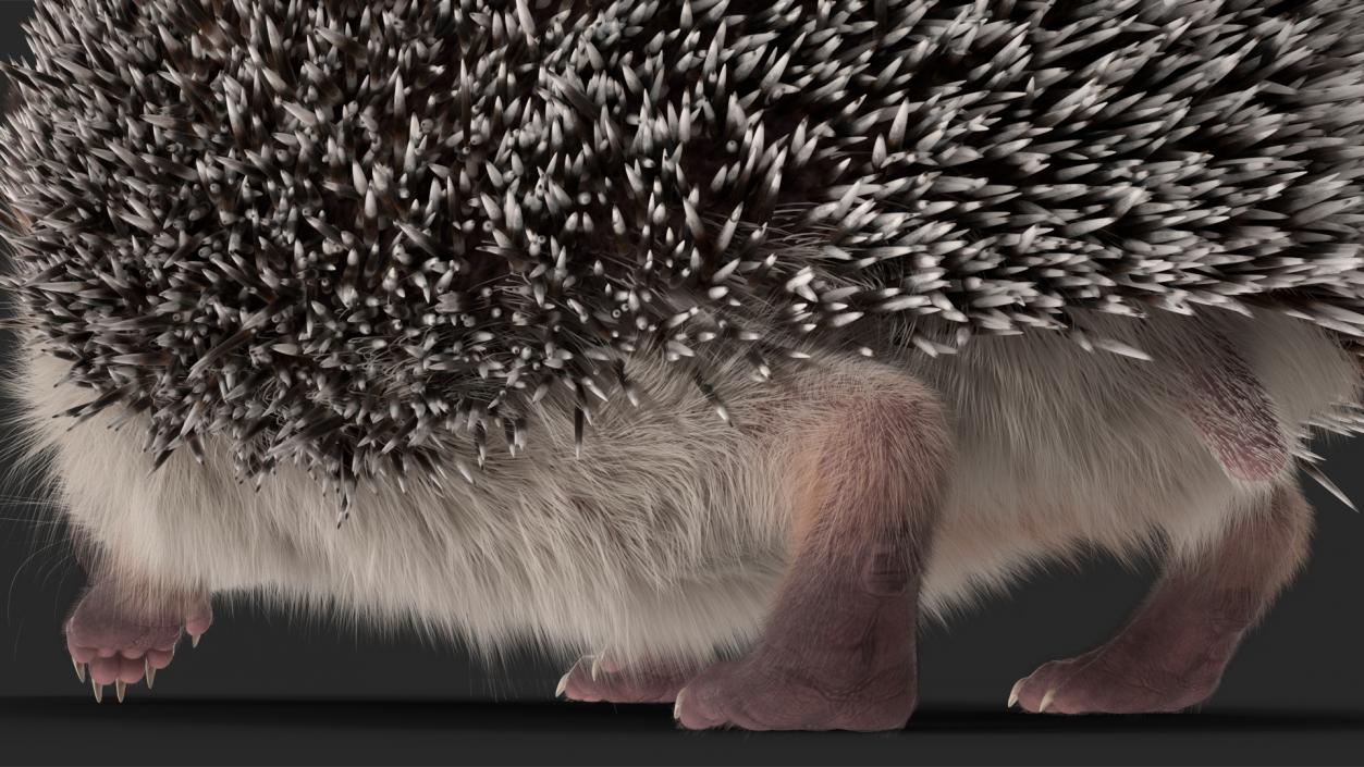 3D model Hedgehog White Fur Rigged