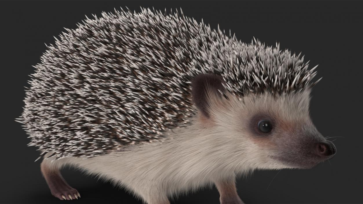 3D model Hedgehog White Fur Rigged