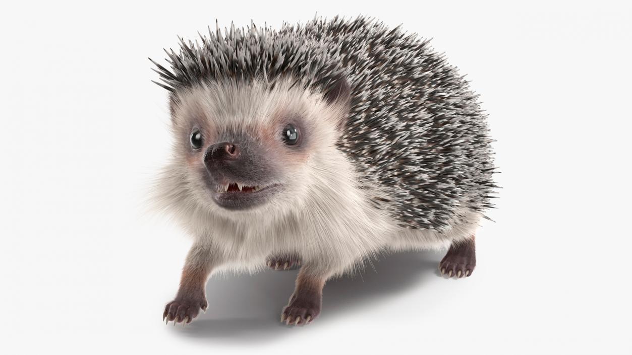 3D model Hedgehog White Fur Rigged