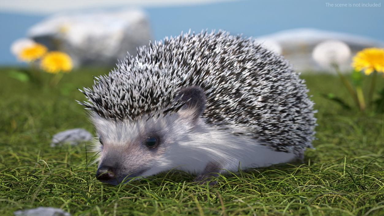 3D model Hedgehog White Fur Rigged