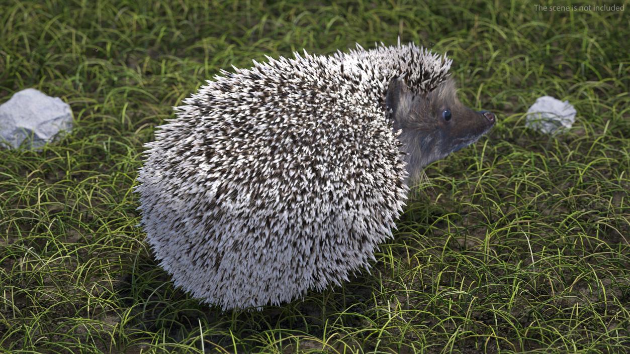 3D model Hedgehog White Fur Rigged