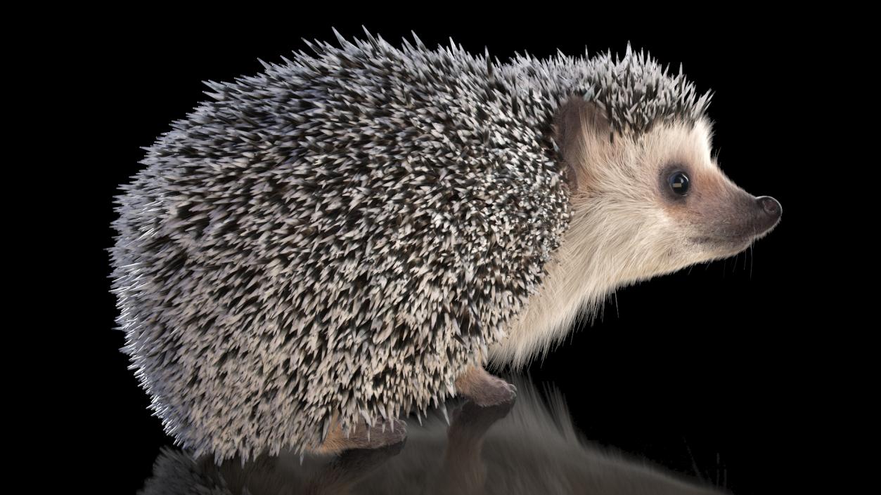 3D model Hedgehog White Fur Rigged