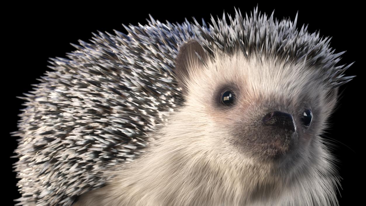 3D model Hedgehog White Fur Rigged