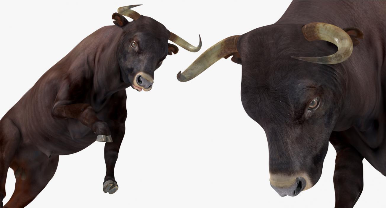 Bull Attacking Pose 3D model