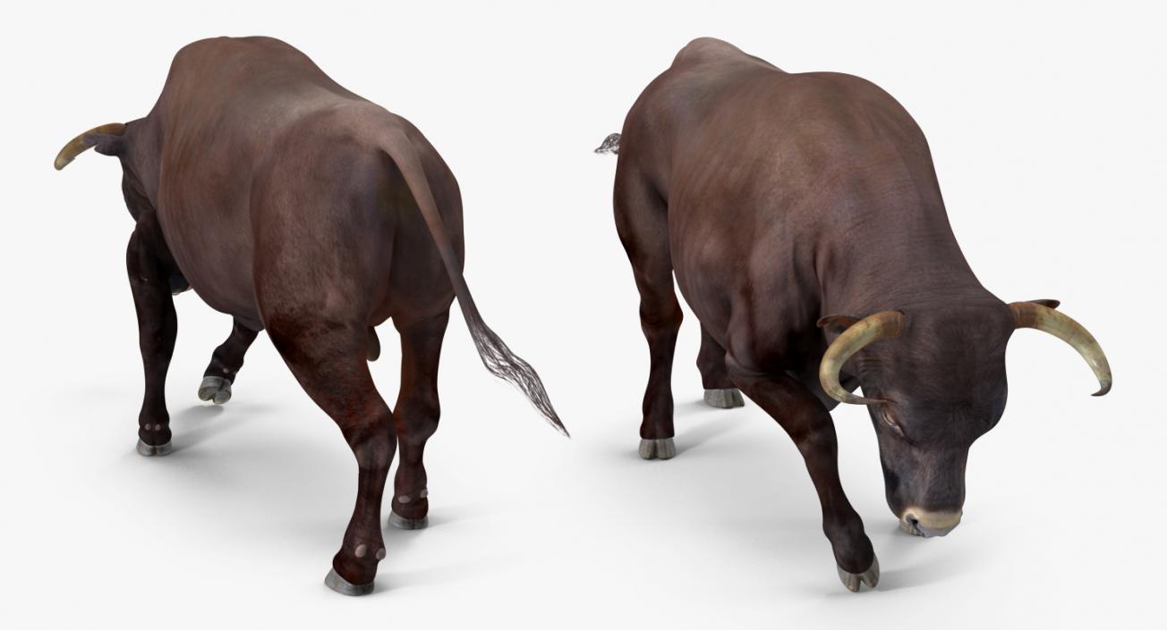 Bull Attacking Pose 3D model