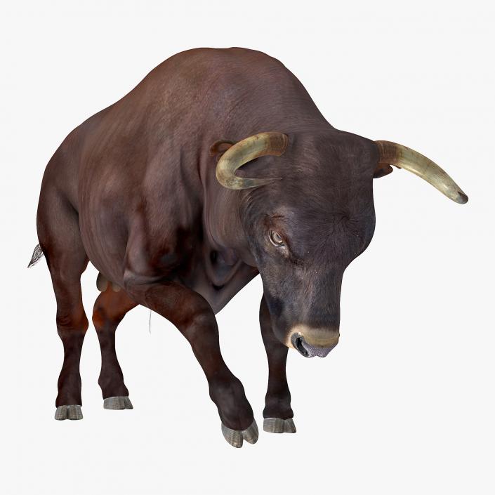 Bull Attacking Pose 3D model