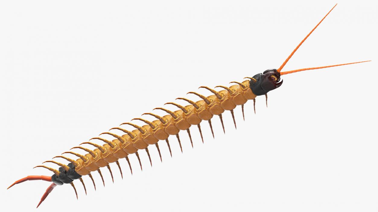 3D Scolopendra Heros Arizonensis Arizona Giant Centipede model