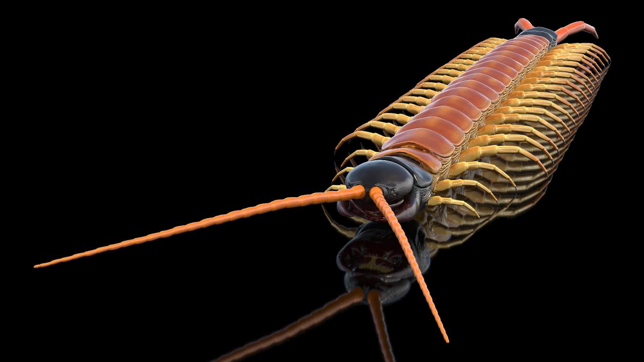 3D Scolopendra Heros Arizonensis Arizona Giant Centipede model