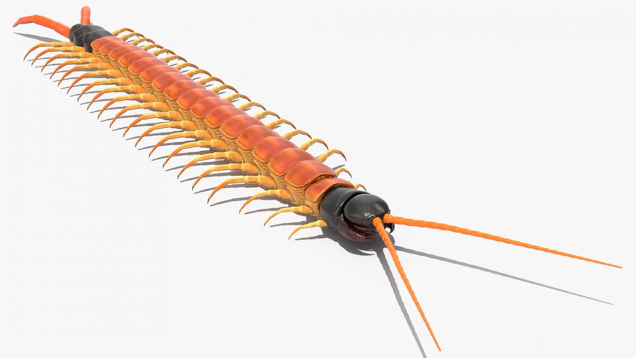 3D Scolopendra Heros Arizonensis Arizona Giant Centipede model