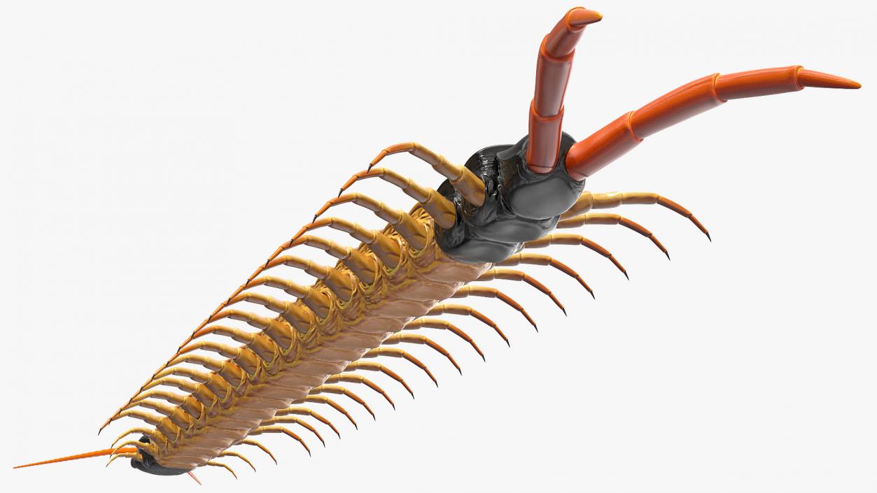 3D Scolopendra Heros Arizonensis Arizona Giant Centipede model