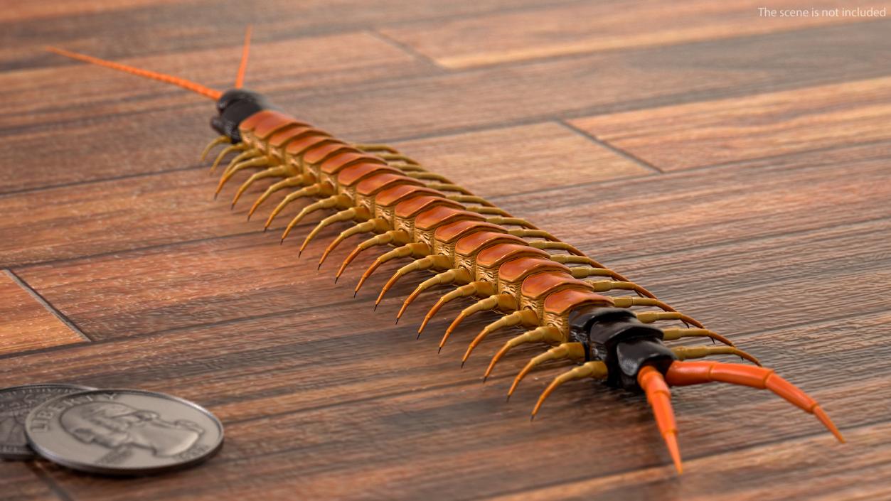 3D Scolopendra Heros Arizonensis Arizona Giant Centipede model