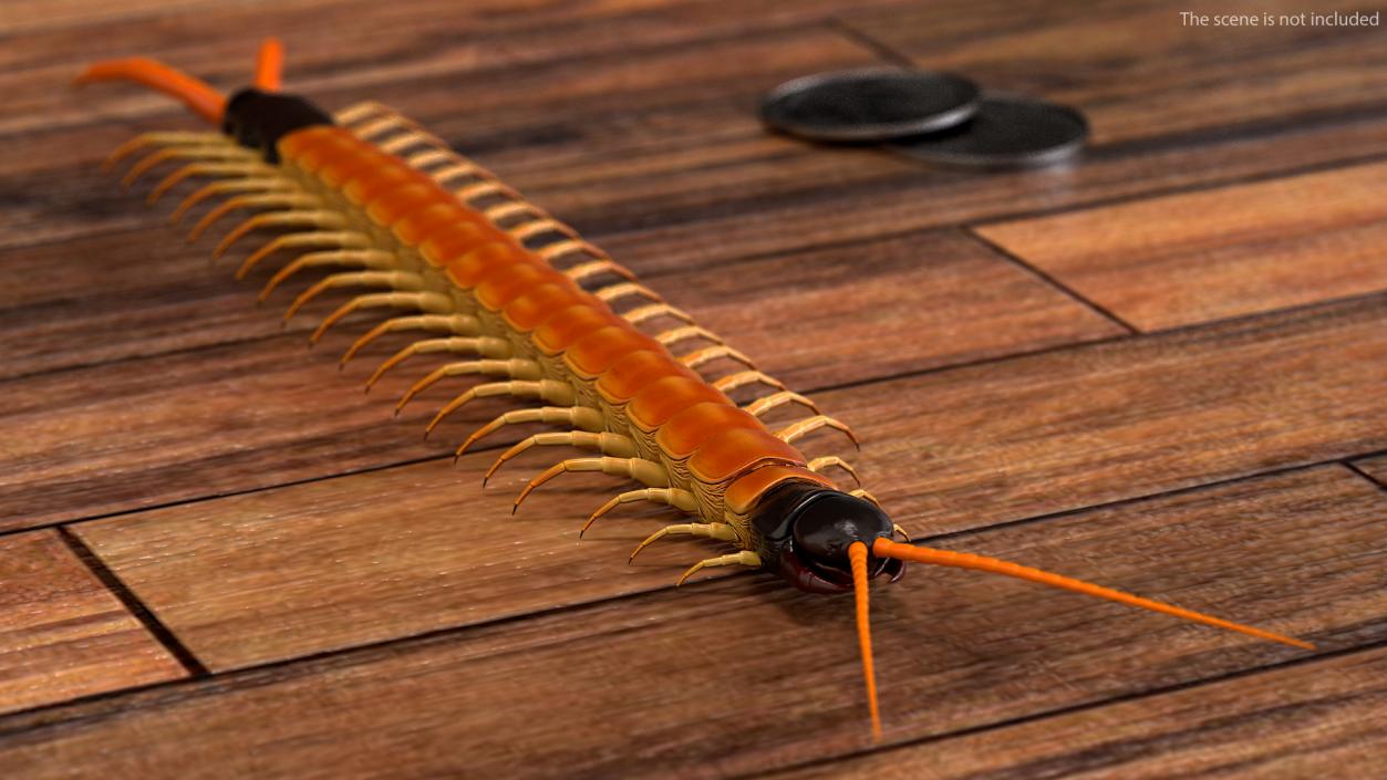 3D Scolopendra Heros Arizonensis Arizona Giant Centipede model