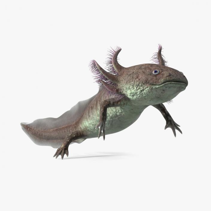 Mexican Brown Axolotl Rigged for Cinema 4D 3D