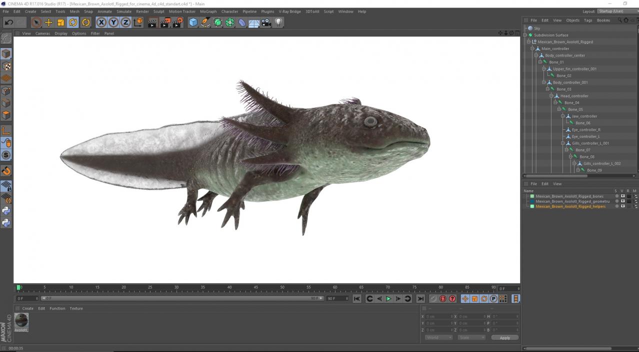 Mexican Brown Axolotl Rigged for Cinema 4D 3D