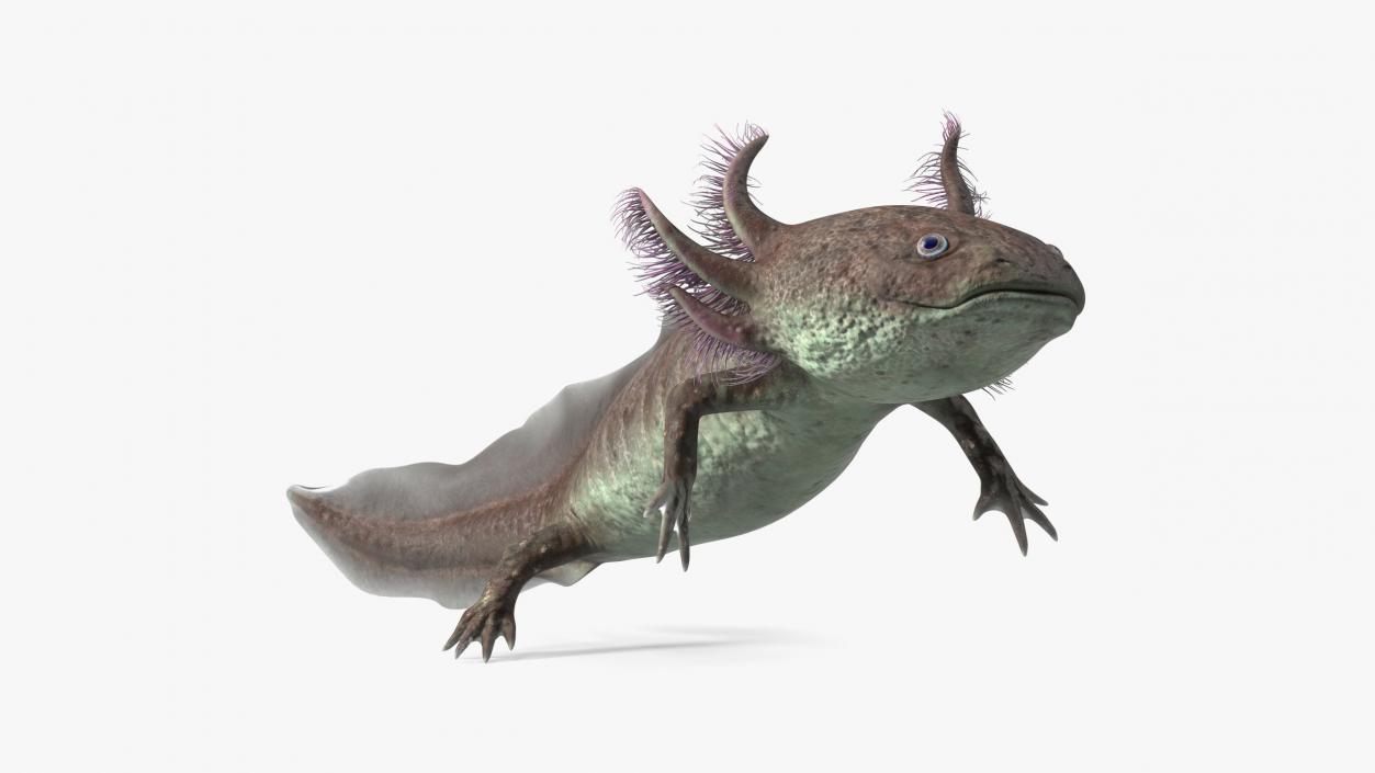 Mexican Brown Axolotl Rigged for Cinema 4D 3D