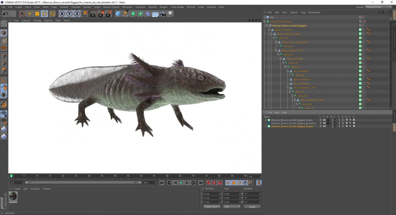 Mexican Brown Axolotl Rigged for Cinema 4D 3D