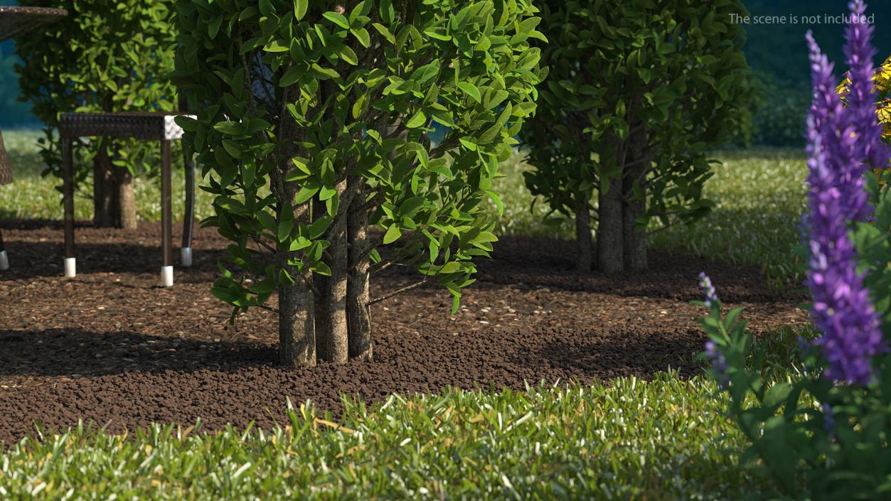 Garden Gazebo with Ivy 3D