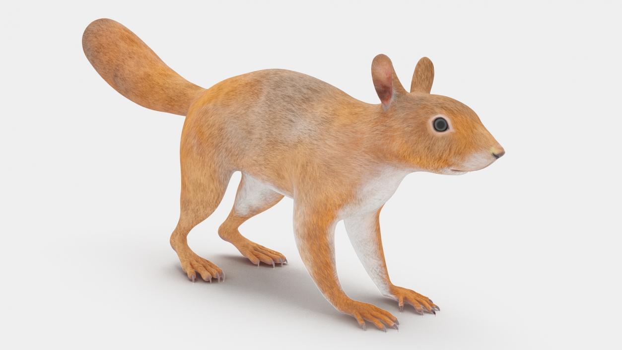 Red Squirrel 3D