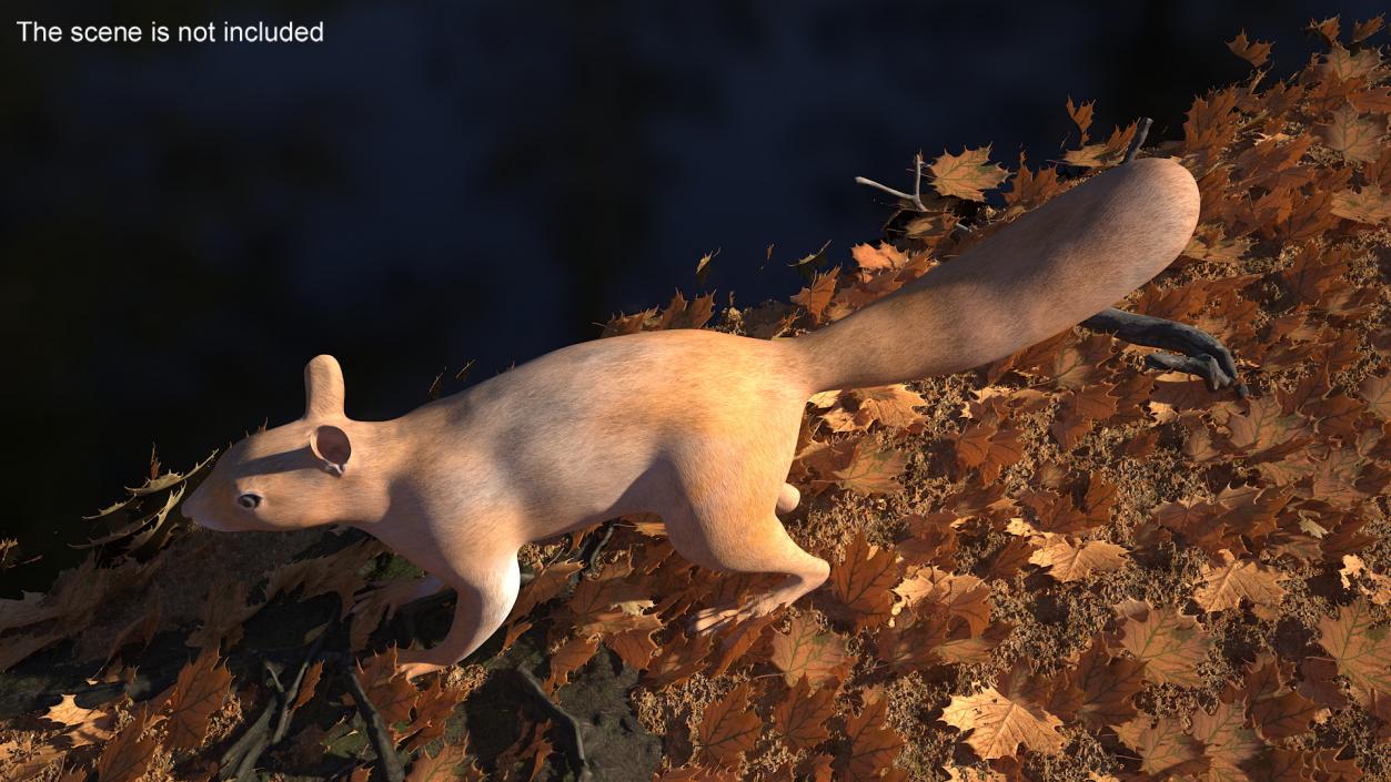 Red Squirrel 3D