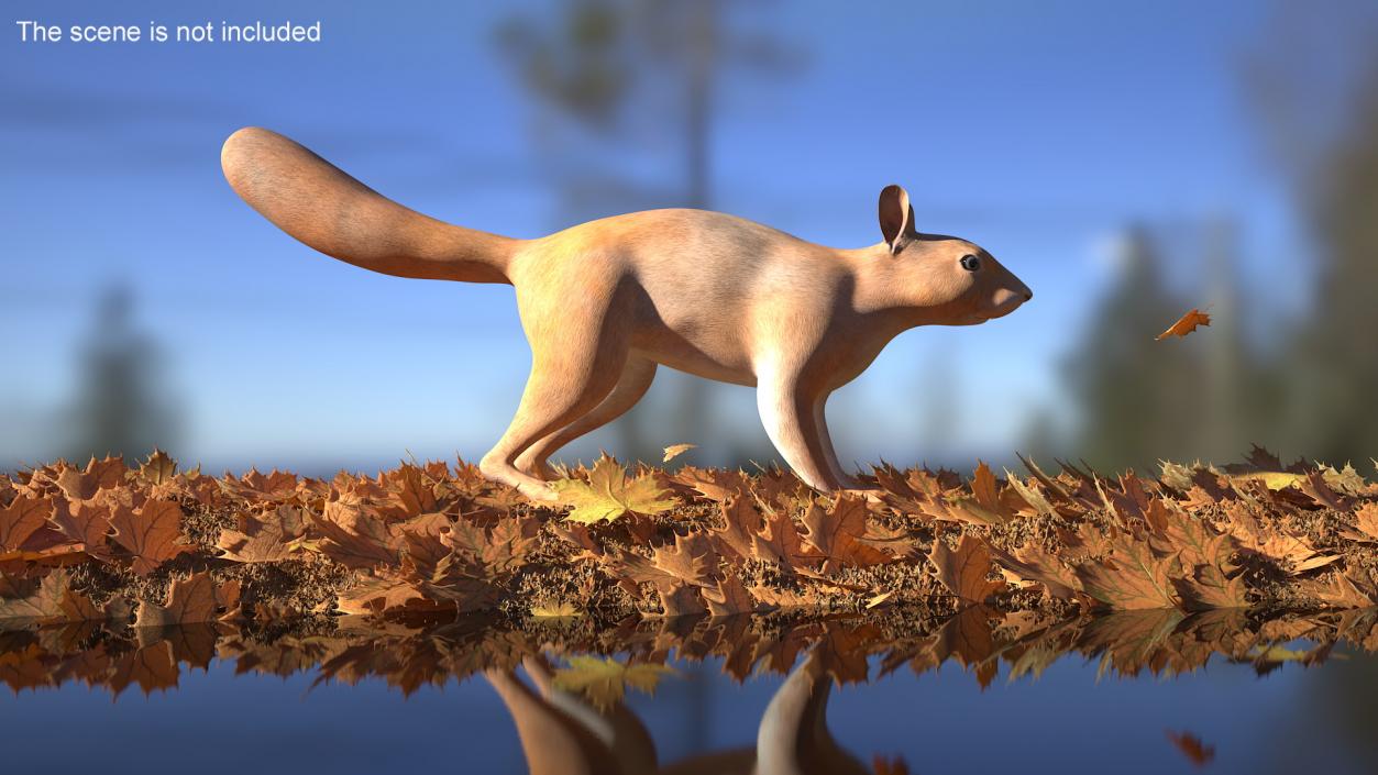 Red Squirrel 3D