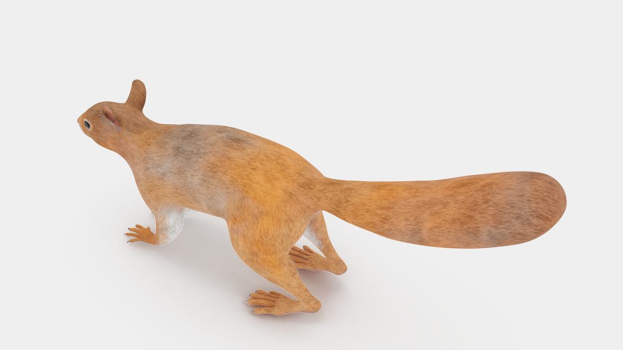 Red Squirrel 3D