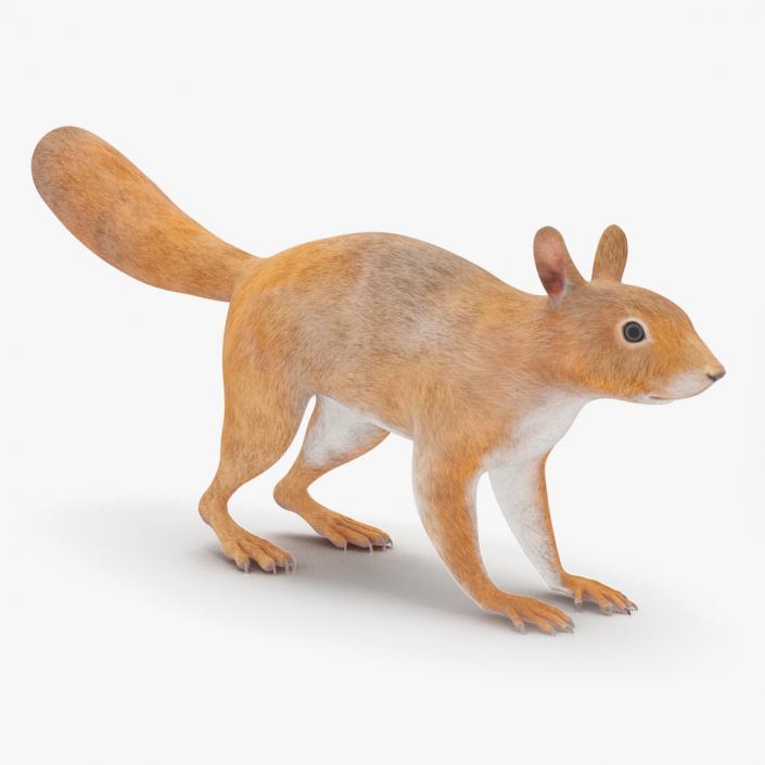 Red Squirrel 3D