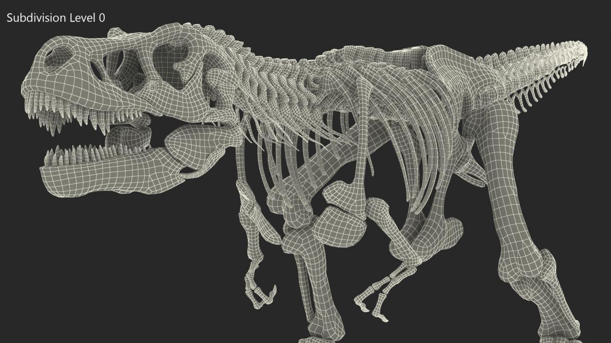 Tyrannosaurus Rex Skeleton Walking Pose 3D model