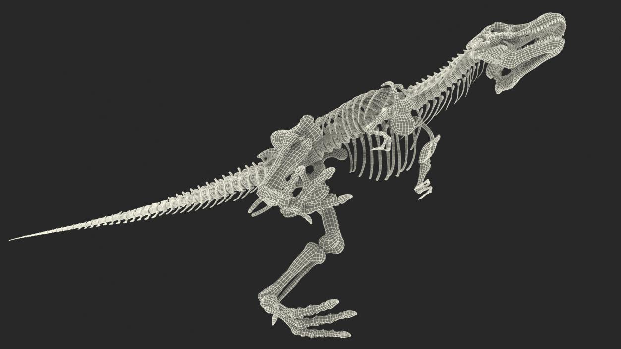 Tyrannosaurus Rex Skeleton Walking Pose 3D model