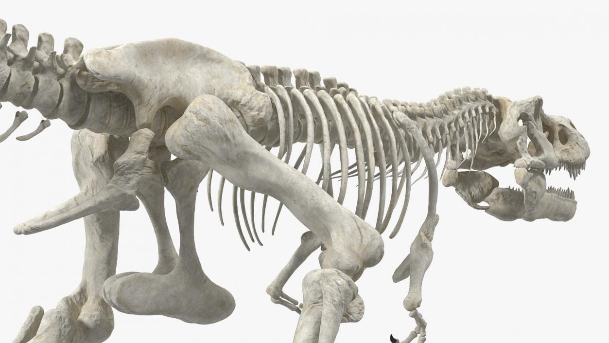 Tyrannosaurus Rex Skeleton Walking Pose 3D model