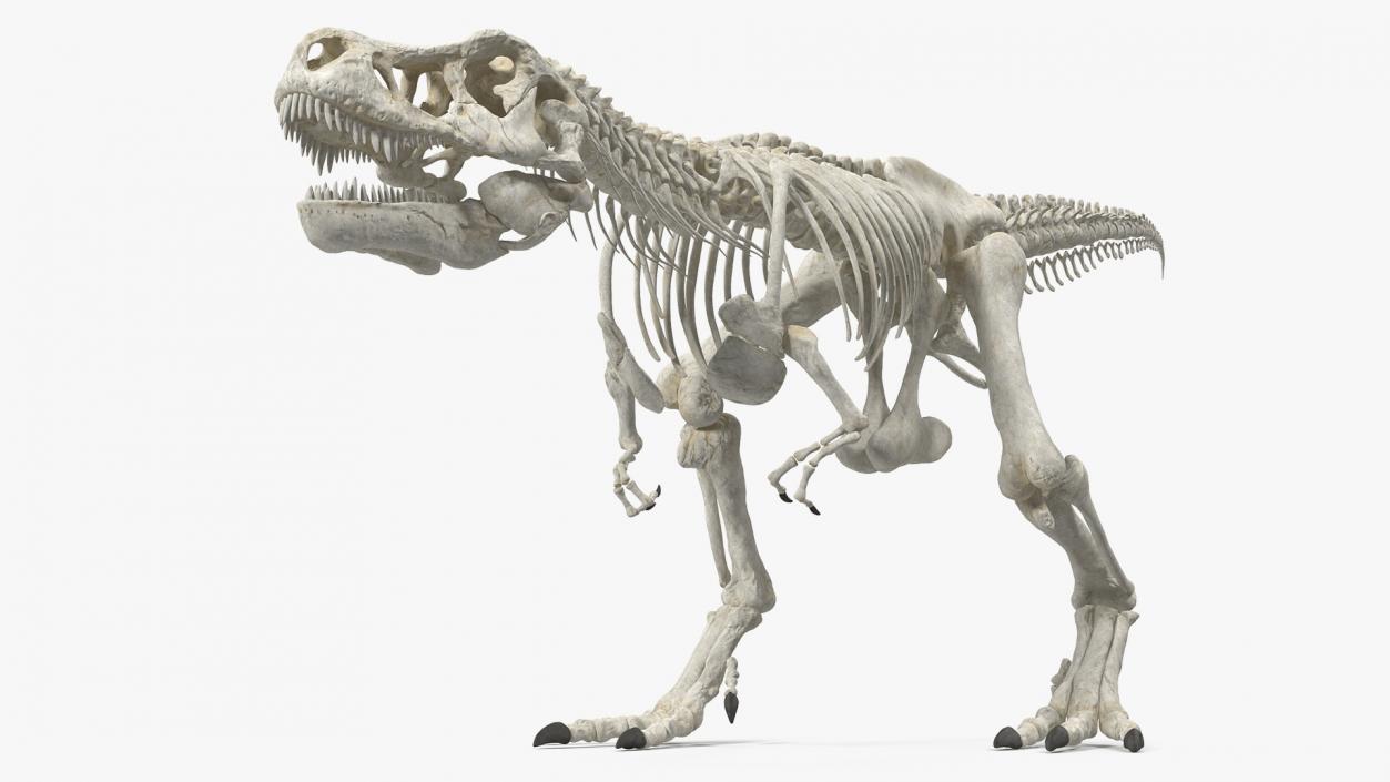 Tyrannosaurus Rex Skeleton Walking Pose 3D model