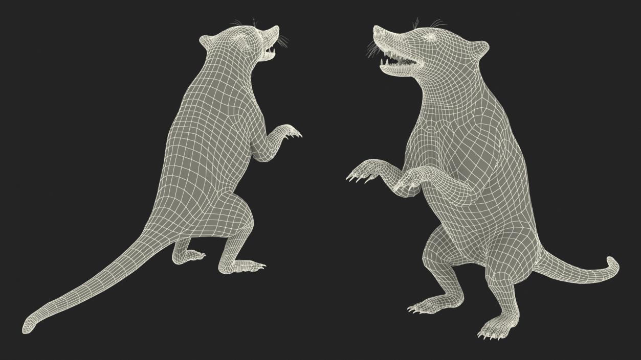 3D Coati Standing Pose Fur model