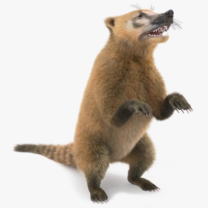 3D Coati Standing Pose Fur model