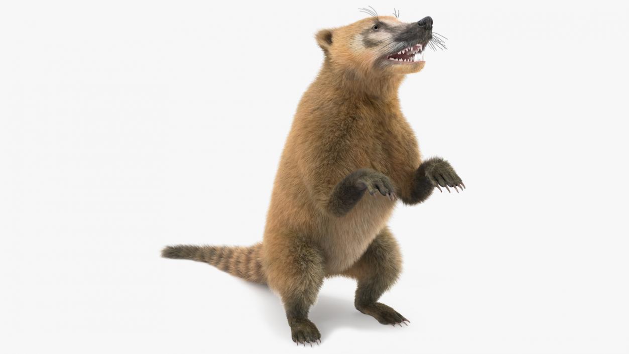 3D Coati Standing Pose Fur model