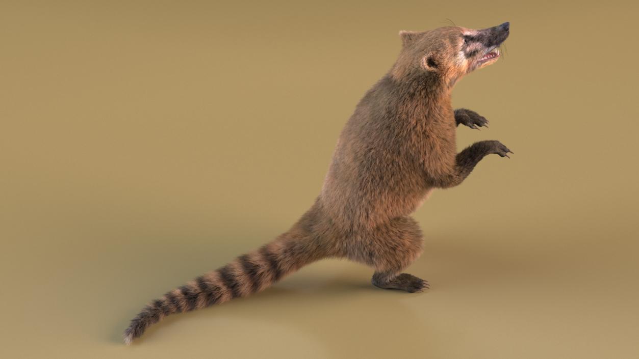 3D Coati Standing Pose Fur model